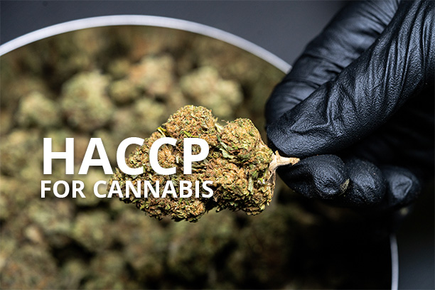 HACCP for cannabis